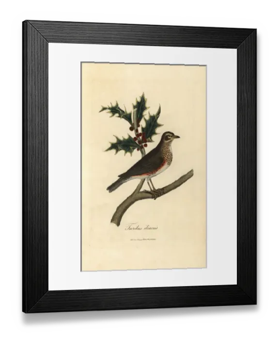 Framed Print : Redwing, Turdus iliacus perched on a holly Framed Print : Redwing, Turdus iliacus perched on a holly