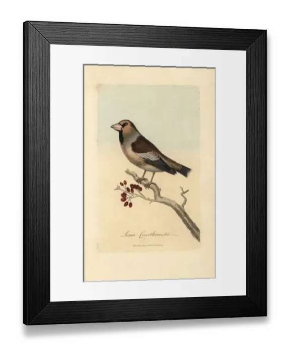 Framed Print : Haw-grosbeak, Hawfinch, Loxia coccothraustes Framed Print : Haw-grosbeak, Hawfinch, Loxia coccothraustes