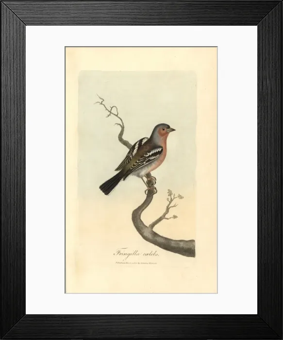 Framed Print : Chaffinch, Fringilla coelebs Framed Print : Chaffinch, Fringilla coelebs