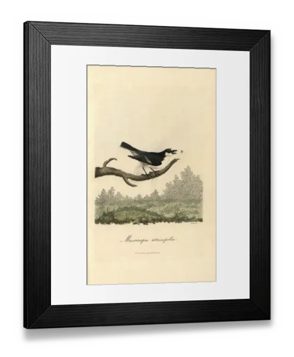 Framed Print : Pied flycatcher, Muscicapa atricapilla, Ficedula hypoleuca Framed Print : Pied flycatcher, Muscicapa atricapilla, Ficedula hypoleuca