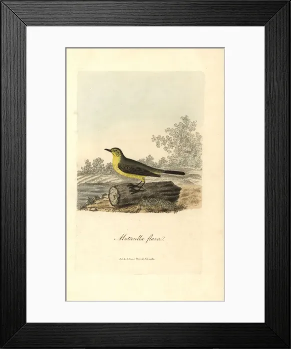 Framed Print : Yellow wagtail, Motacilla flava Framed Print : Yellow wagtail, Motacilla flava