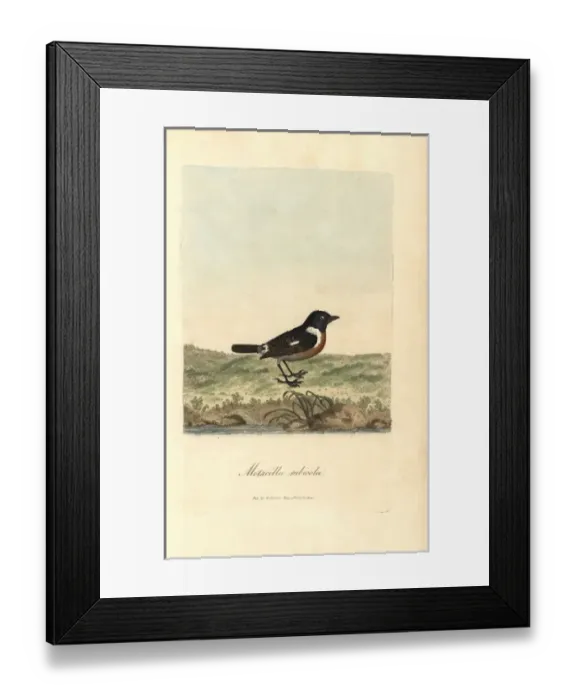 Framed Print : Stonechat, Sylvia rubicola, Motacilla rubicola Framed Print : Stonechat, Sylvia rubicola, Motacilla rubicola