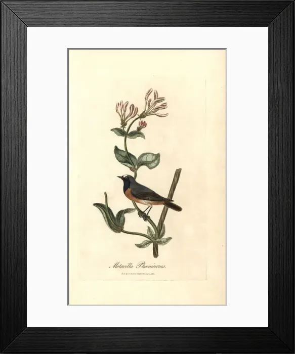 Framed Print : Redstart, Phoenicurus phoenicurus on a honeysuckle Framed Print : Redstart, Phoenicurus phoenicurus on a honeysuckle