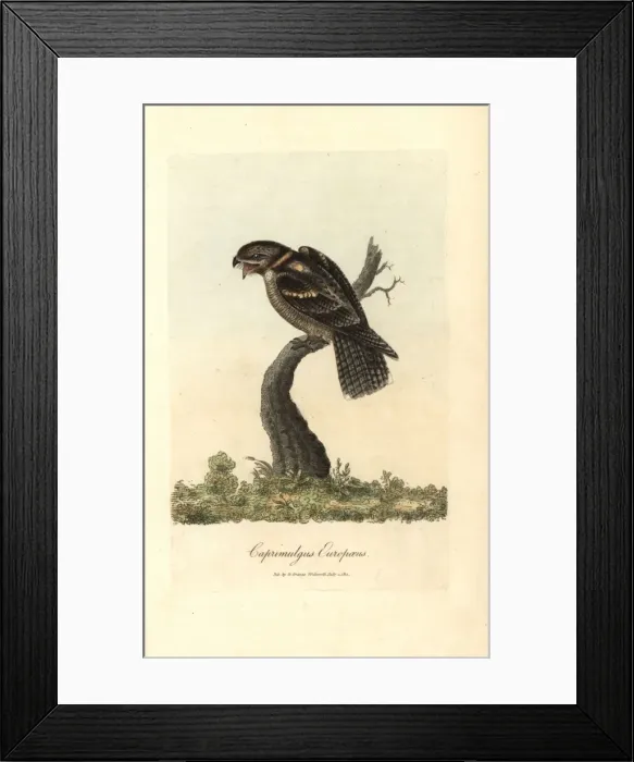 Framed Print : Goatsucker, Nightjar, Caprimulgus europaeus Framed Print : Goatsucker, Nightjar, Caprimulgus europaeus
