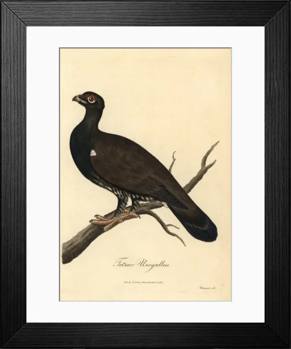 Framed Print : Eurasian black grouse, Tetrao urogallus Framed Print : Eurasian black grouse, Tetrao urogallus