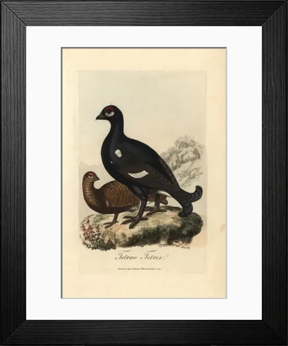 Framed Print : Black grouse or blackgame bird, Tetrao tetrix Framed Print : Black grouse or blackgame bird, Tetrao tetrix