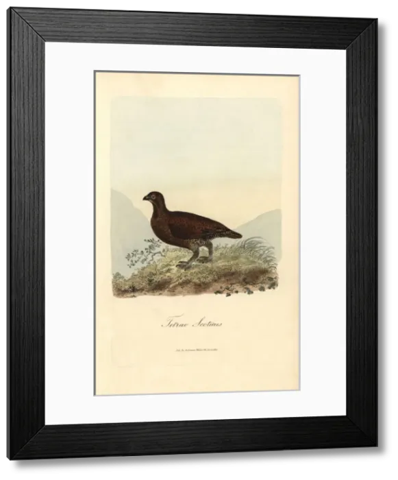 Framed Print : Red grouse, Lagopus lagopus scoticus Framed Print : Red grouse, Lagopus lagopus scoticus