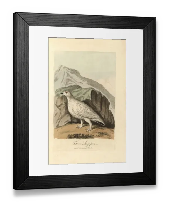 Framed Print : Willow ptarmigan, Lagopus lagopus, in winter plumage Framed Print : Willow ptarmigan, Lagopus lagopus, in winter plumage