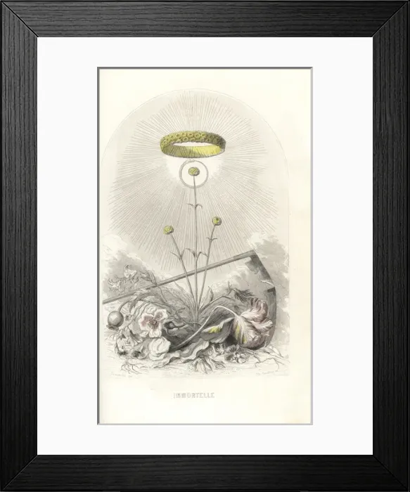 Framed Print : Emblematic illustration of the everlasting flower Framed Print : Emblematic illustration of the everlasting flower