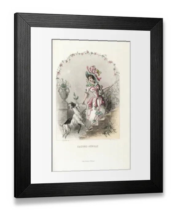 Framed Print : Honeysuckle flower fairy, Lonicera caprifolium Framed Print : Honeysuckle flower fairy, Lonicera caprifolium