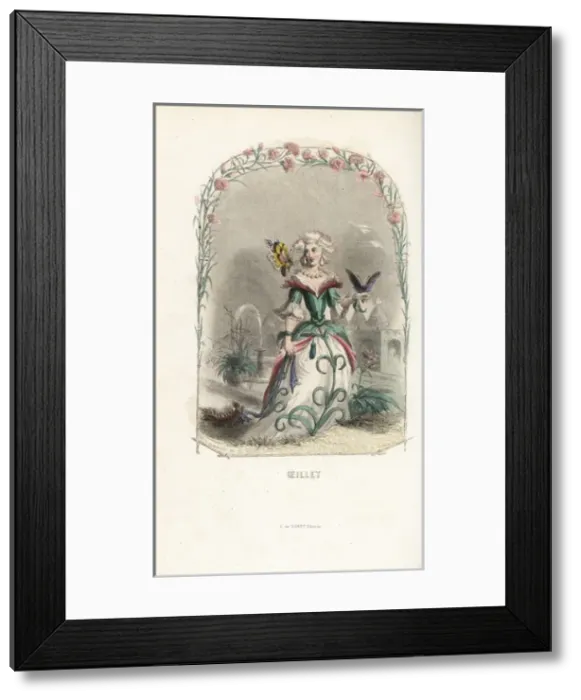 Framed Print : Carnation flower fairy, Dianthus caryophyllus Framed Print : Carnation flower fairy, Dianthus caryophyllus