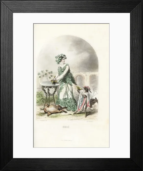 Framed Print : Hemlock flower fairy, Conium maculatum Framed Print : Hemlock flower fairy, Conium maculatum