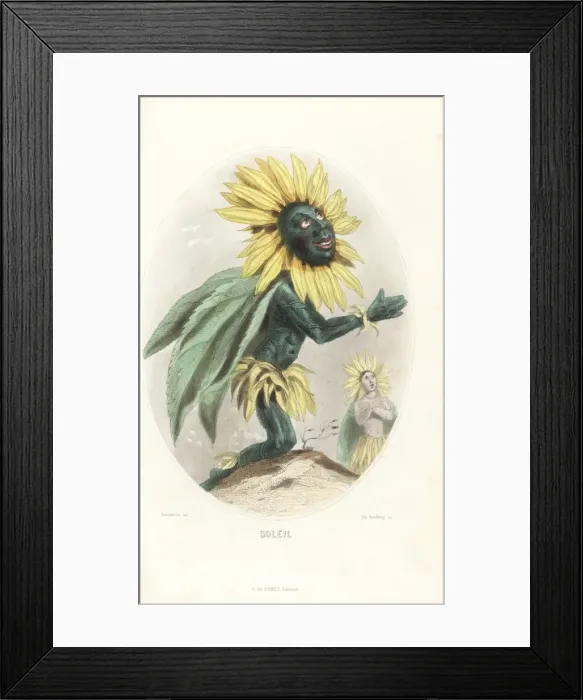Framed Print : Sunflower flower fairy, Helianthus annuus Framed Print : Sunflower flower fairy, Helianthus annuus