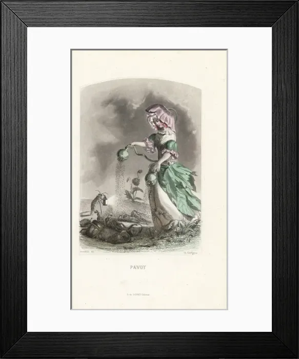 Framed Print : Opium poppy flower fairy, Papaver somniferum Framed Print : Opium poppy flower fairy, Papaver somniferum