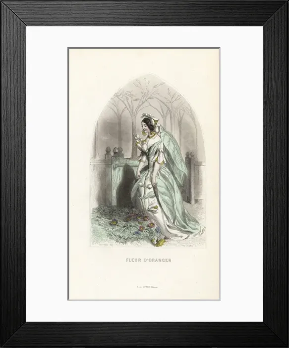 Framed Print : Orange flower fairy, Citrus aurantium Framed Print : Orange flower fairy, Citrus aurantium