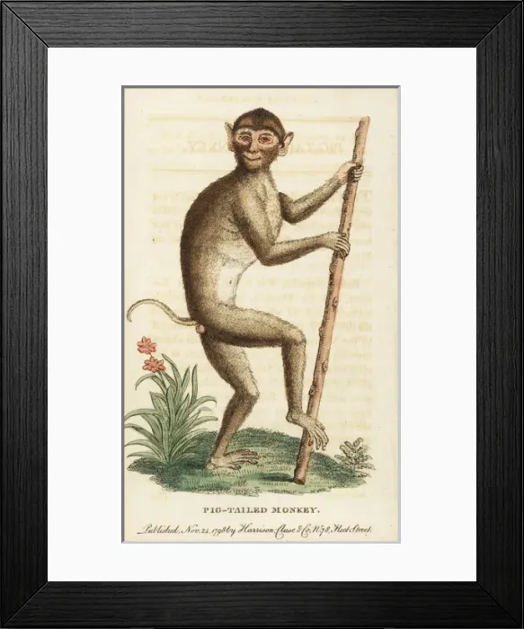 Framed Print : Pig tailed macaque, Macaca nemestrina Framed Print : Pig tailed macaque, Macaca nemestrina