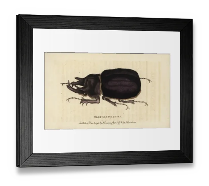 Framed Print : Elephant beetle, Megasoma elephas Framed Print : Elephant beetle, Megasoma elephas