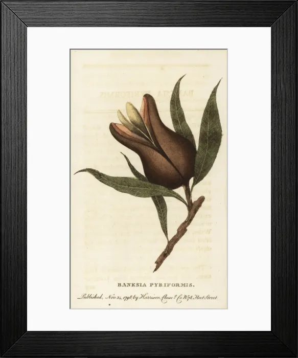 Framed Print : Woody pear, Xylomelum pyriforme Framed Print : Woody pear, Xylomelum pyriforme