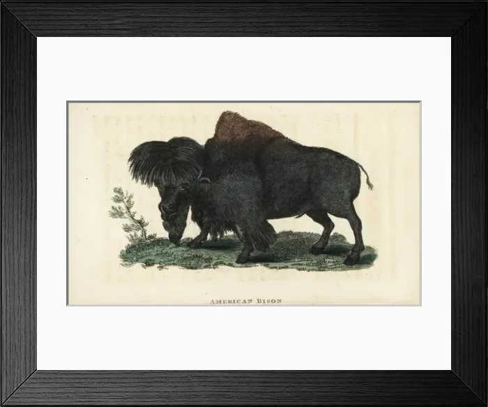 Framed Print : American bison, Bison bison Framed Print : American bison, Bison bison