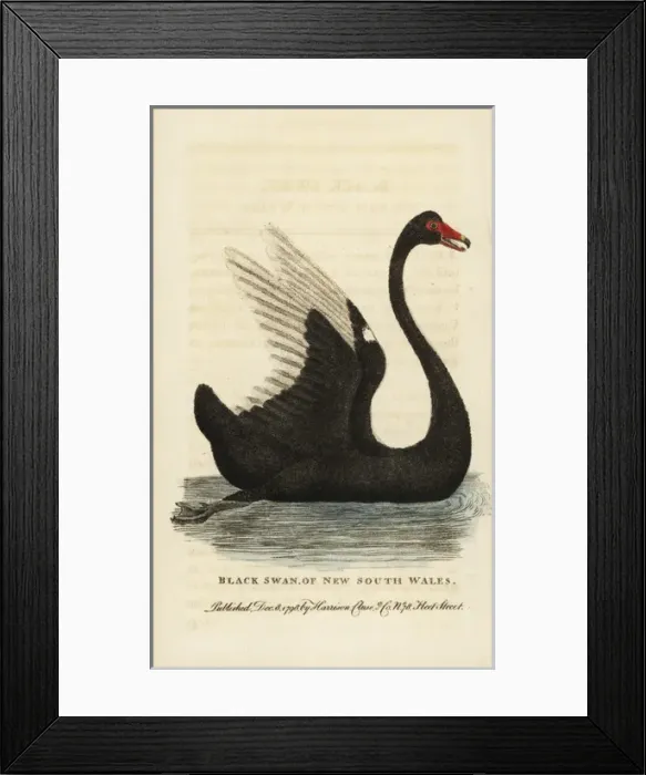 Framed Print : Black swan, Cygnus atratus Framed Print : Black swan, Cygnus atratus