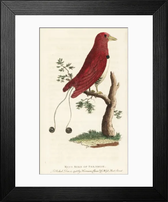 Framed Print : King bird of paradise, Cicinnurus regius Framed Print : King bird of paradise, Cicinnurus regius