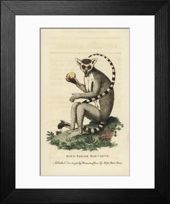 Framed Print : Ring-tailed lemur, Lemur catta Framed Print : Ring-tailed lemur, Lemur catta