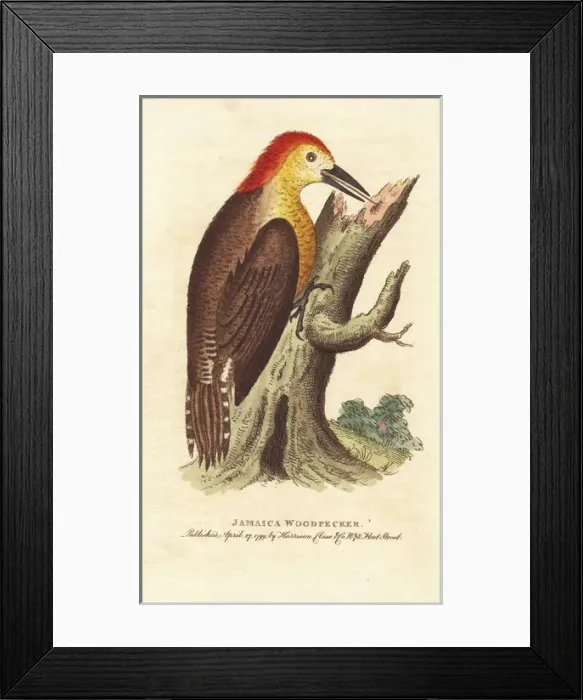 Framed Print : Jamaican woodpecker, Melanerpes radiolatus Framed Print : Jamaican woodpecker, Melanerpes radiolatus