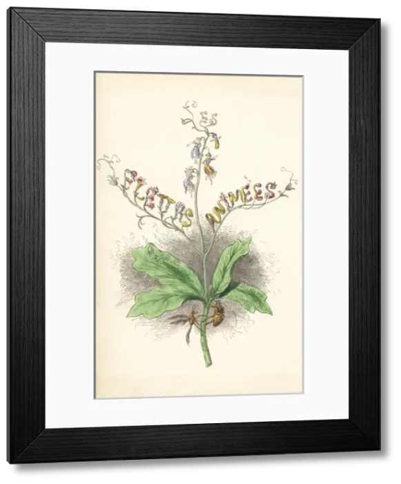 Framed Print : Title page illustration with flower fairies Framed Print : Title page illustration with flower fairies