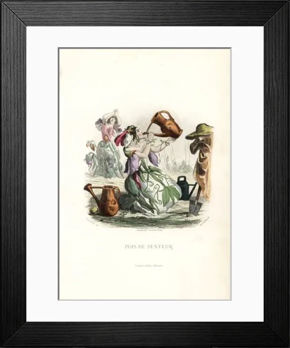 Framed Print : Thirsty sweet-pea flower fairy Framed Print : Thirsty sweet-pea flower fairy