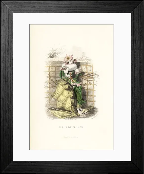 Framed Print : Peach flower fairy, Prunus persica Framed Print : Peach flower fairy, Prunus persica