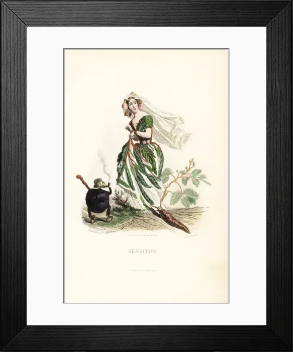 Framed Print : Sensitive plant flower fairy, Mimosa pudica Framed Print : Sensitive plant flower fairy, Mimosa pudica