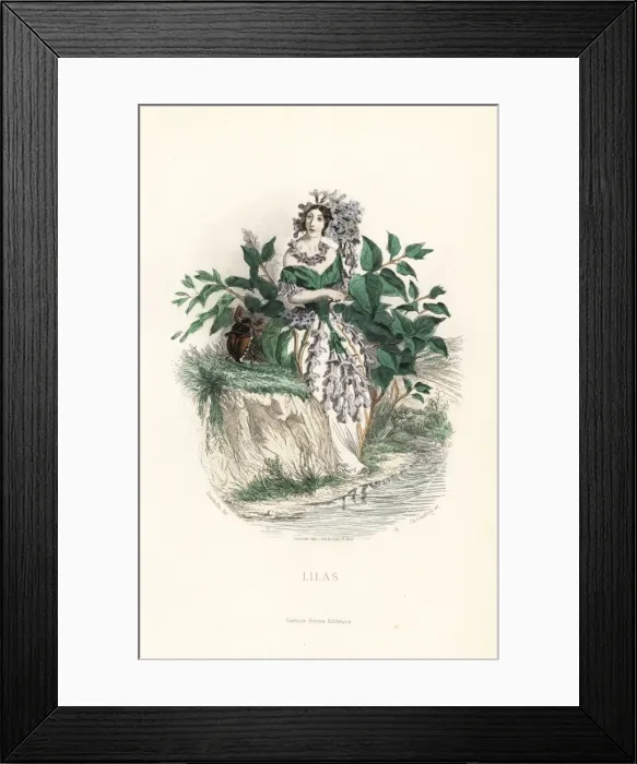 Framed Print : Lilac flower fairy, Syringa vulgaris Framed Print : Lilac flower fairy, Syringa vulgaris