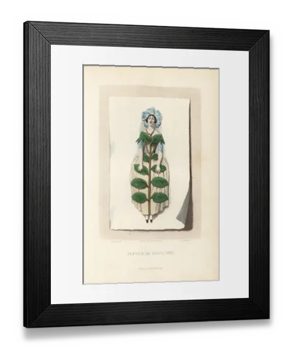 Framed Print : Dried periwinkle flower fairy, Vinca major Framed Print : Dried periwinkle flower fairy, Vinca major