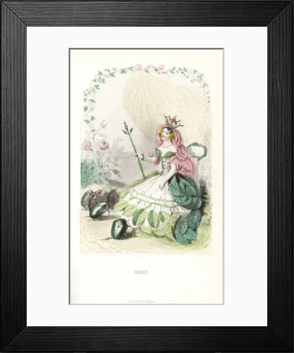 Framed Print : Rose flower fairy, Rosa centifolia, with rosebud crown Framed Print : Rose flower fairy, Rosa centifolia, with rosebud crown