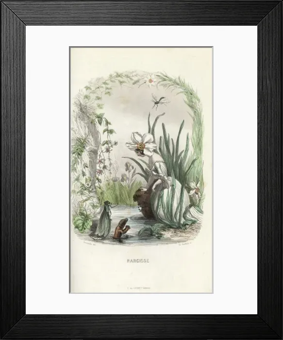 Framed Print : Narcissus flower fairy staring at his reflection Framed Print : Narcissus flower fairy staring at his reflection