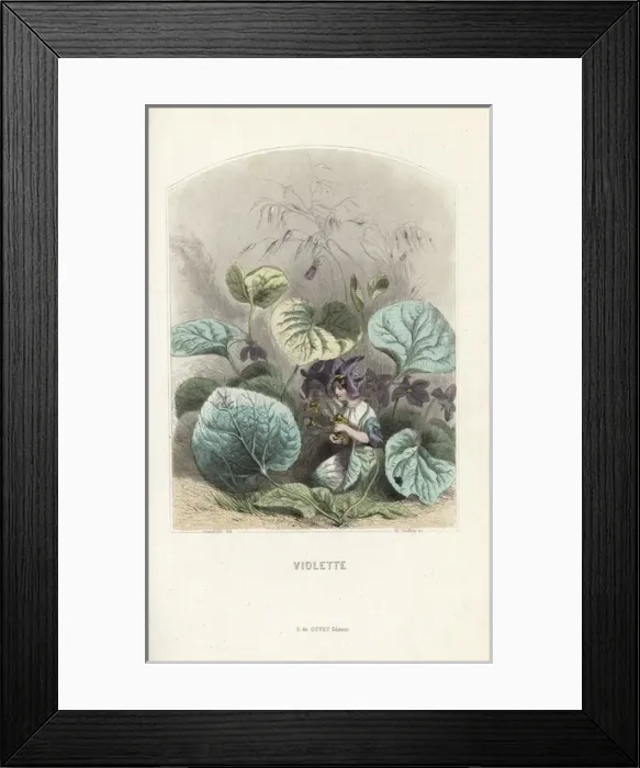 Framed Print : Violet, Viola odorata, flower fairies kneeling Framed Print : Violet, Viola odorata, flower fairies kneeling