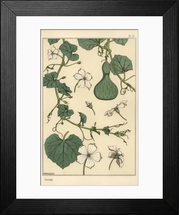 Framed Print : Botanical illustration of the gourd Framed Print : Botanical illustration of the gourd