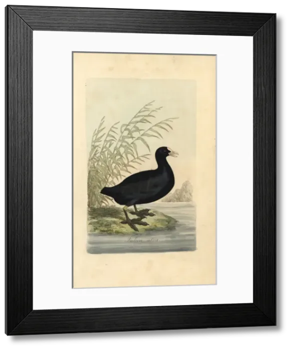 Framed Print : Common coot, Fulica atra