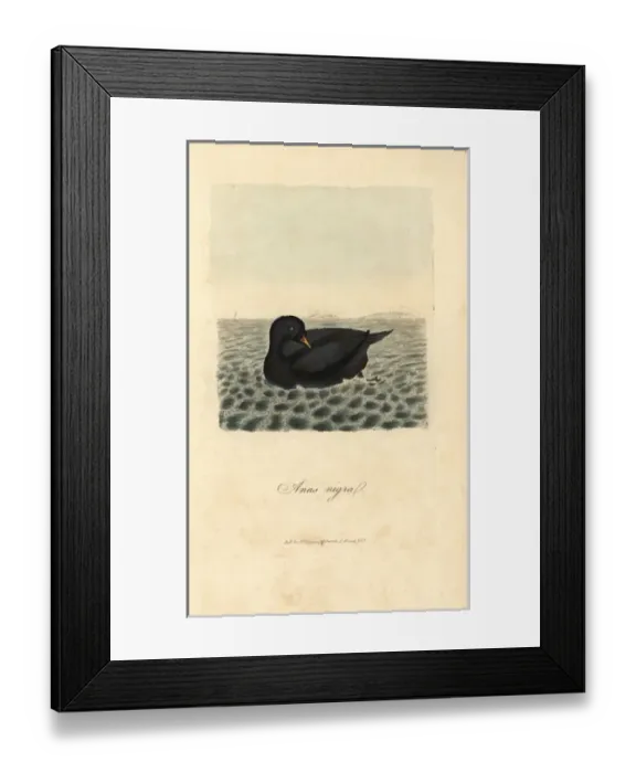Framed Print : Scoter, black diver, Anas nigra, Melanitta nigra Framed Print : Scoter, black diver, Anas nigra, Melanitta nigra
