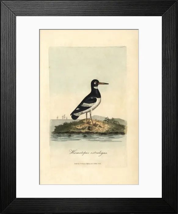 Framed Print : Pied oystercatcher, Haematopus ostralegus Framed Print : Pied oystercatcher, Haematopus ostralegus
