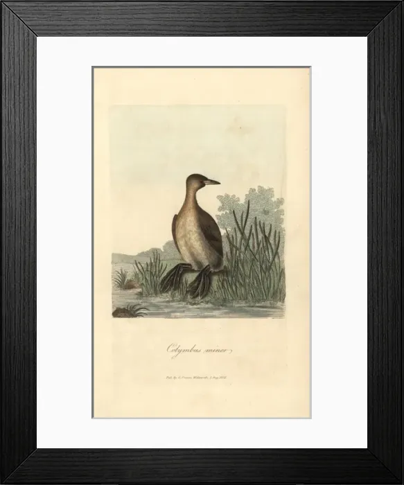 Framed Print : Little grebe, Colymbus minor, Podiceps minor Framed Print : Little grebe, Colymbus minor, Podiceps minor