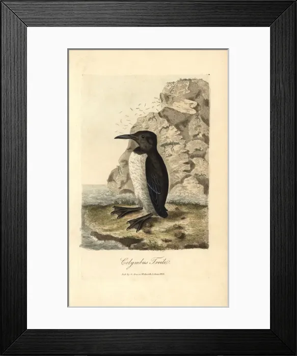 Framed Print : Foolish guillemot, Colymbus troile, Uria troile Framed Print : Foolish guillemot, Colymbus troile, Uria troile