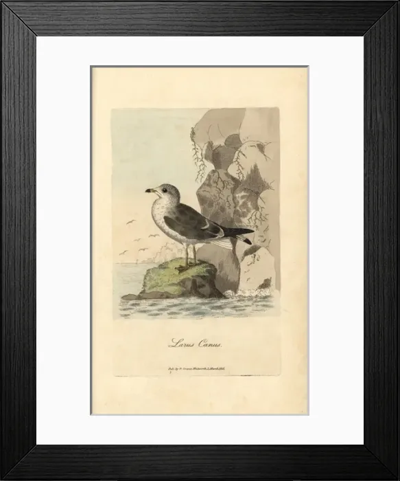 Framed Print : Seagull, common gull, Larus canus Framed Print : Seagull, common gull, Larus canus