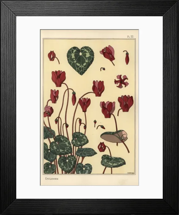 Framed Print : Cyclamen plant, with details of the flower, leaves, petals Framed Print : Cyclamen plant, with details of the flower, leaves, petals