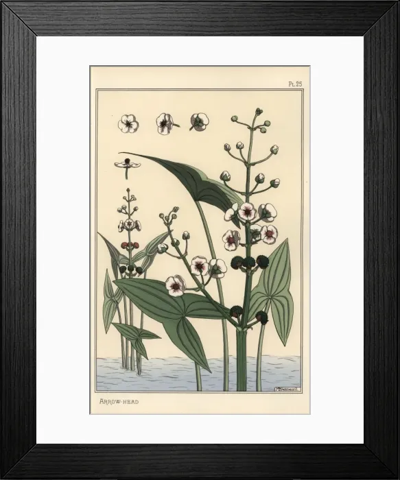 Framed Print : Botanical illustration of the arrowhead, Sagittaria Framed Print : Botanical illustration of the arrowhead, Sagittaria