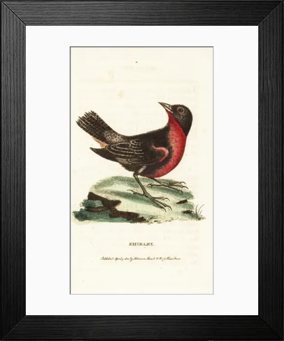 Framed Print : Red-breasted blackbird, Sturnella militaris Framed Print : Red-breasted blackbird, Sturnella militaris
