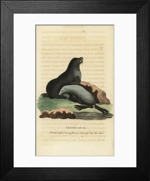 Framed Print : Northern fur seal, Callorhinus ursinus