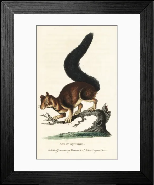 Framed Print : Indian or Malabar giant squirrel, Ratufa indica Framed Print : Indian or Malabar giant squirrel, Ratufa indica