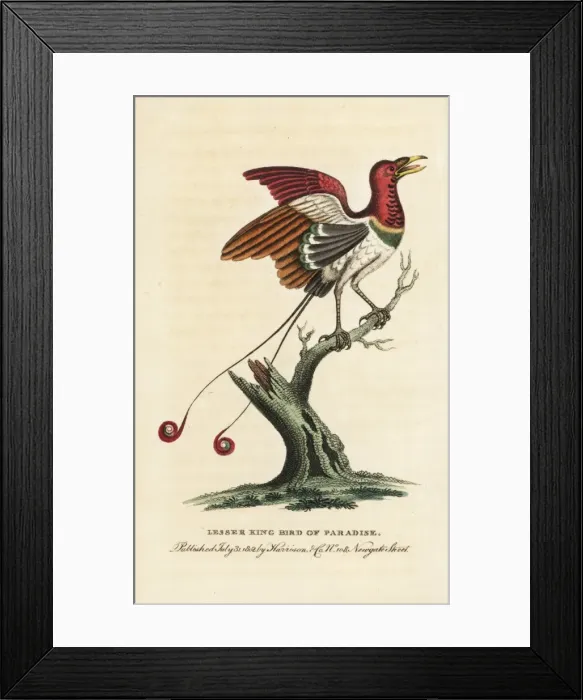 Framed Print : Lesser king bird of paradise, Cicinnurus regius Framed Print : Lesser king bird of paradise, Cicinnurus regius