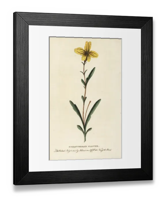 Framed Print : Embroidered flower of New South Wales, Australia Framed Print : Embroidered flower of New South Wales, Australia